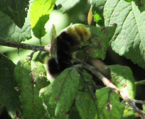 Bombus lapidarius